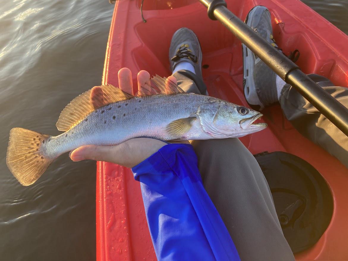 speckled trout